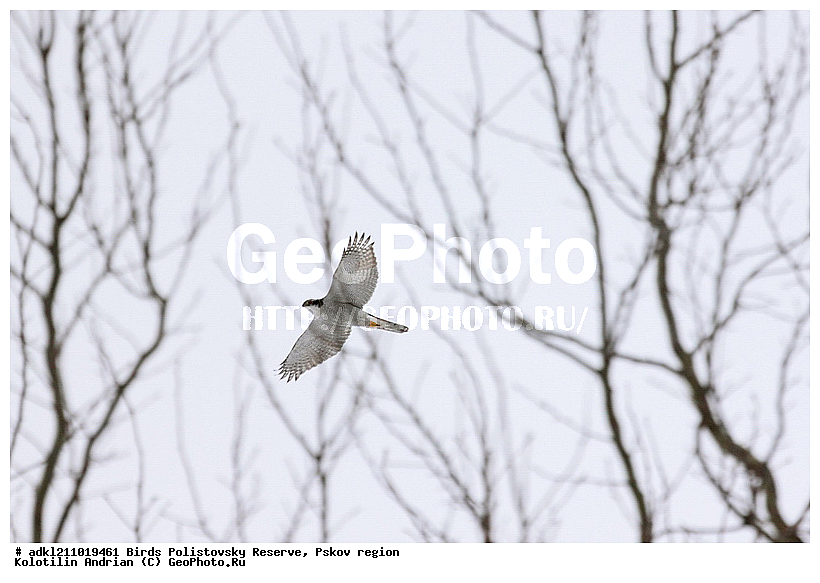 ������������, �����, ����������, ����, ��������, �����, ����, ������, ������, ��������, ��������, �����, �����, ��������, �����������, ������ �����, ������ �����, XYZ, ����������, Accipitridae, Accipiter gentilis