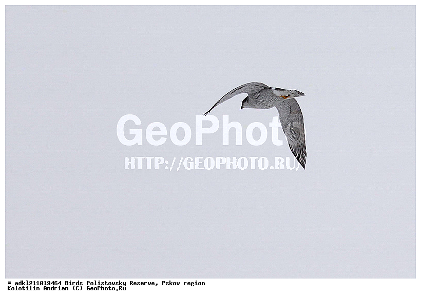 ������������, �����, ����������, ����, ��������, �����, ����, ������, ������, ��������, ��������, �����, �����, ��������, �����������, ������ �����, ������ �����, XYZ, ����������, Accipitridae, Accipiter gentilis