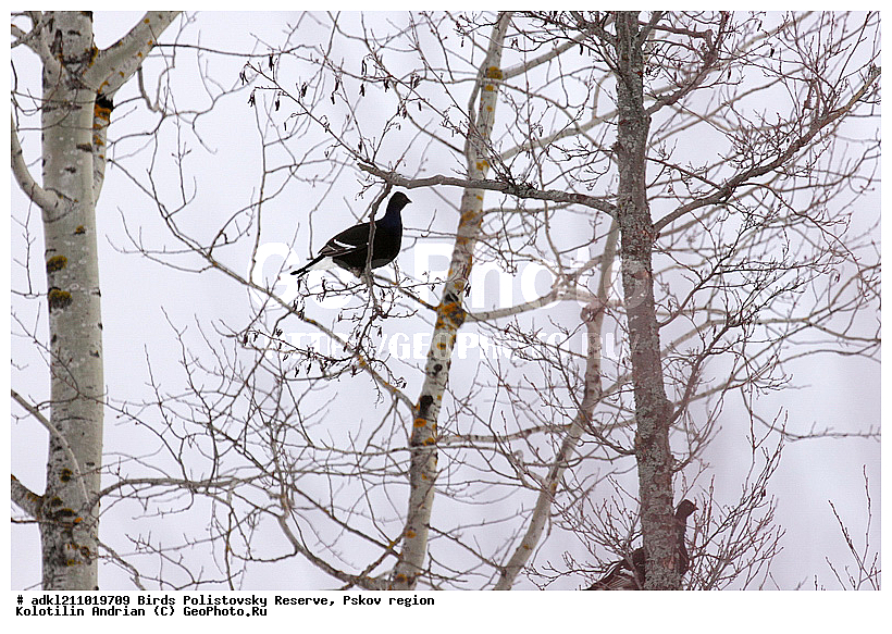 Tetrao tetrix, ������������, �����, �������-�����, ����������, ����, ��������, ��������, �������, �����, ����, �����������, ������, �����, �����, XYZ, �����������, Tetraonidae, �������, �������-�����, ������� �������, Lyrurus tetrix, Tetrao tetrix, ������������ ����������, ����������, ��������� �������, ����������