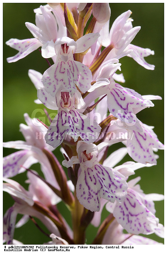 ������������ ����������, ���������, ����, ��������� �������, ������� ������, ������ ��������, �����, ���������� ��������, ������������ ��������, ������������ ��������, ������, �����, XYZ, ��������, ������������, �������, Orchidaceae, ���������������� ���������, ������������ ���������, �������������� ���������, �������� ���������, ���������������� ���́������, ����������� ���������, ���� ����������, Dactylorhiza maculata, Dactylorchis elodes, Dactylorhiza elodes, Dactylorhiza ericetorum, Dactylorchis elodes, Dactylorhiza elodes, Dactylorhiza ericetorum, Dactylorhiza fuchsii ssp. transsilvanica, Dactylorhiza longebracteata ssp. sudetica, Dactylorhiza maculata, Dactylorhiza maculata, Orchis elodes, Orchis ericetorum, Orchis maculata, Orchis transsilvanica