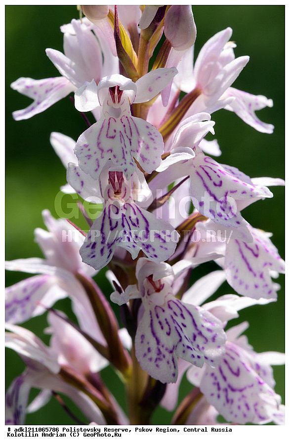 ������������ ����������, ���������, ����, ��������� �������, ������� ������, ������ ��������, �����, ���������� ��������, ������������ ��������, ������������ ��������, ������, �����, XYZ, ��������, ������������, �������, Orchidaceae, ���������������� ���������, ������������ ���������, �������������� ���������, �������� ���������, ���������������� ���́������, ����������� ���������, ���� ����������, Dactylorhiza maculata, Dactylorchis elodes, Dactylorhiza elodes, Dactylorhiza ericetorum, Dactylorchis elodes, Dactylorhiza elodes, Dactylorhiza ericetorum, Dactylorhiza fuchsii ssp. transsilvanica, Dactylorhiza longebracteata ssp. sudetica, Dactylorhiza maculata, Dactylorhiza maculata, Orchis elodes, Orchis ericetorum, Orchis maculata, Orchis transsilvanica