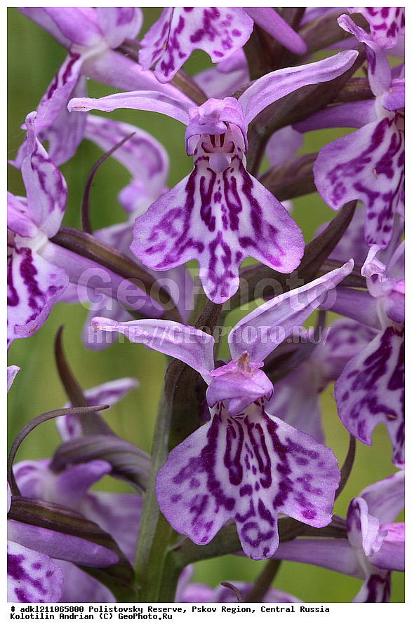 ������������ ����������, ���������, ����, ��������� �������, ������� ������, ������ ��������, �����, ���������� ��������, ������������ ��������, ������������ ��������, ������, �����, XYZ, ��������, ������������, �������, Orchidaceae, ���������������� ���������, ������������ ���������, �������������� ���������, �������� ���������, ���������������� ���́������, ����������� ���������, ���� ����������, Dactylorhiza maculata, Dactylorchis elodes, Dactylorhiza elodes, Dactylorhiza ericetorum, Dactylorchis elodes, Dactylorhiza elodes, Dactylorhiza ericetorum, Dactylorhiza fuchsii ssp. transsilvanica, Dactylorhiza longebracteata ssp. sudetica, Dactylorhiza maculata, Dactylorhiza maculata, Orchis elodes, Orchis ericetorum, Orchis maculata, Orchis transsilvanica