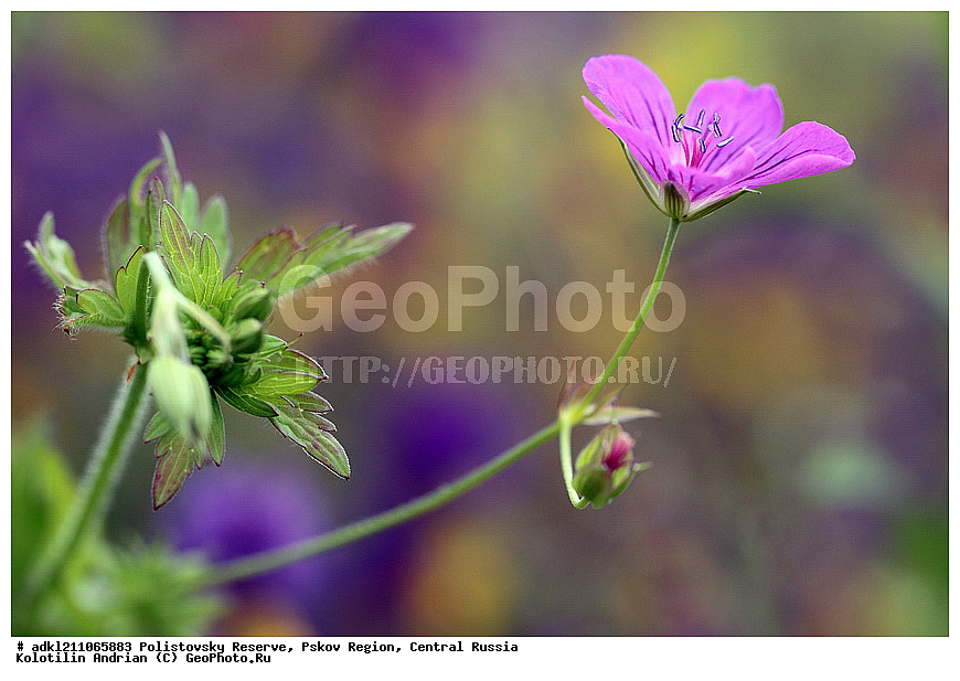 ������������ ����������, ���������, ����, ��������� �������, ������� ������, ��������, �����, ������ ��������, ���������� ��������, ������������ ��������, ������������ ��������, ������, �����, XYZ, ����������, Geraniaceae, ������ ��������, Geranium palustre