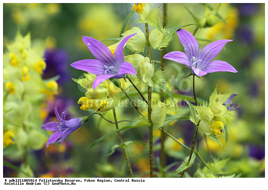 ������������ ����������, ���������, ����, ��������� �������, ������� ������, ��������, �����, ������ ��������, ���������� ��������, ������������ ��������, ������������ ��������, ������, �����, XYZ, ���������������, Campanulaceae, ����������� �����������, Campanula patula