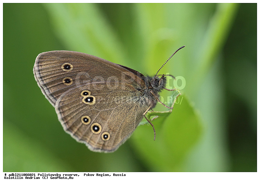 ������������ ����������, ���������, ����,  ��������� �������, ������� ������, ��������������, �������������, ��������������