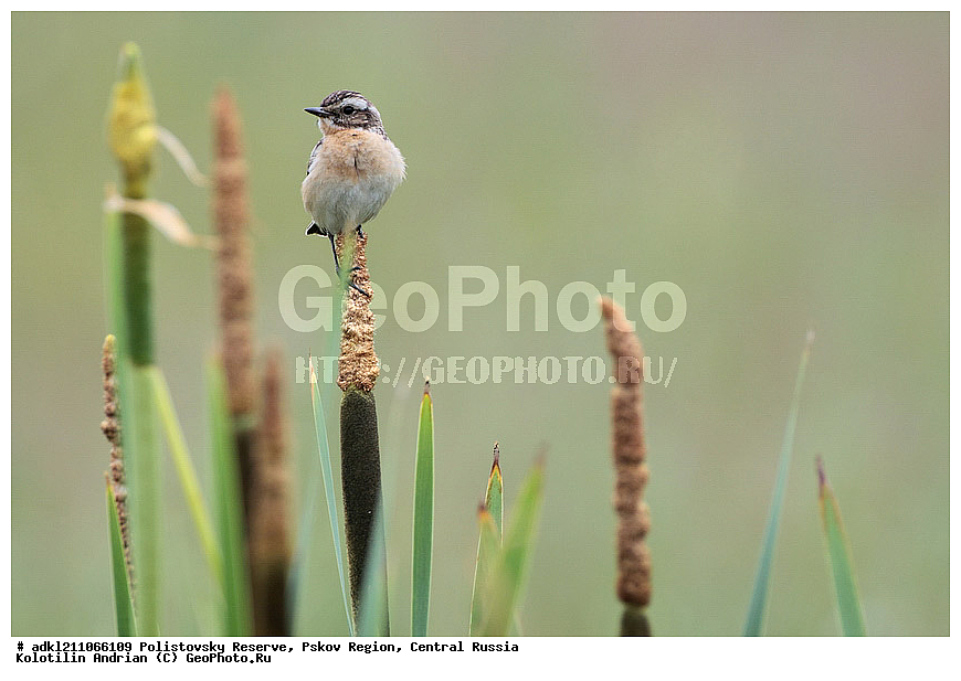 ������������ ����������, �����, ����, �������������, ��������� �������, ������� ������, ������, ��������, ��������, ��������, �����������, �����, �����, XYZ, ������������, Muscicapidae, ������� �����, Saxicola rubetra