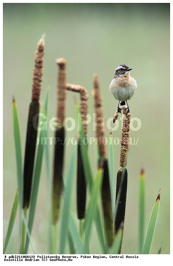 ������������ ����������, �����, ����, �������������, ��������� �������, ������� ������, ������, ��������, ��������, ��������, �����������, �����, �����, XYZ, ������������, Muscicapidae, ������� �����, Saxicola rubetra