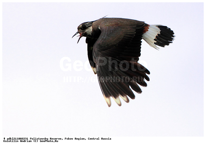 ������������ ����������, �����, ����, �������������, ��������� �������, ������� ������, �����, Vanellus vanellus , �����, �����, �����, ������, XYZ, ���������, Charadriidae, �����, ��������, Vanellus vanellus