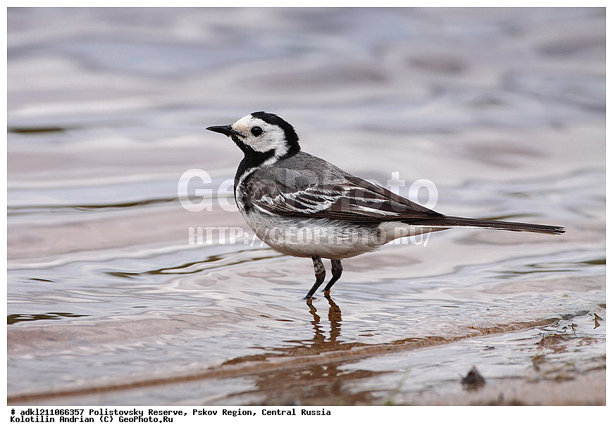 ������������ ����������, �����, ����, �������������, ��������� �������, ������� ������, Motacilla alba, ����� ����������, ��������, �����, �����, XYZ, �������������, Motacillidae