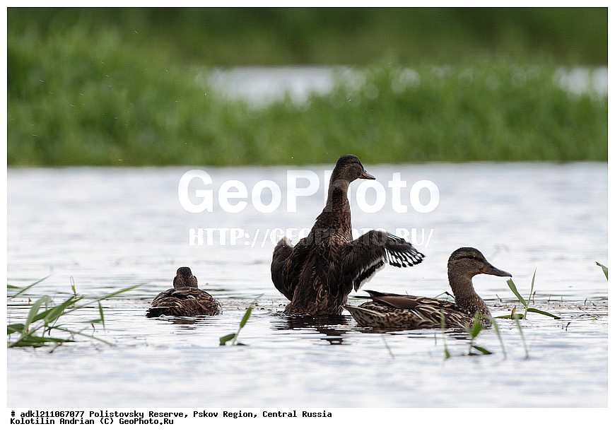 ������������ ����������, �����, ����, �������������, ��������� �������, ������� ������, ���� �����������, Anas clypeata,  ������������ ����������, ����, �����, �����, �����������������, ������������� �����,XYZ, ������, Anatidae