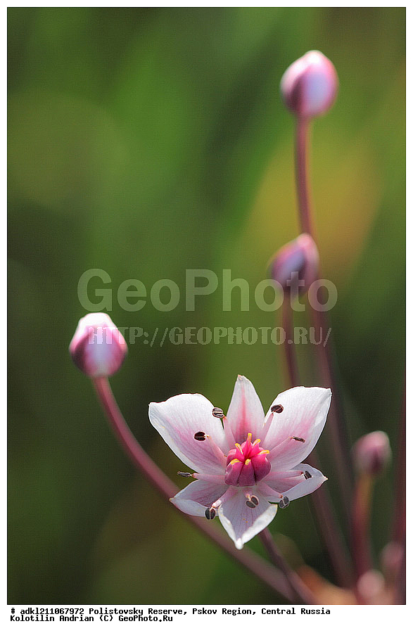 ������������ ����������, ���������, ����, ��������� �������, ������� ������, ��������, ������, ������, ��������, ��������, �����, ������ ��������, ���������� ��������, ������������ ��������, ������������ ��������, ������, �����, ����������� ��������, �����, ����������� ��������, �����, ����������� ��������, �����������, flower, flowers, floweret, floret, blossom, bloom, beautiful, beauty, XYZ, ����������, Alismataceae, ���������� ������������, ���������� �������������, Sagittaria sagittifolia