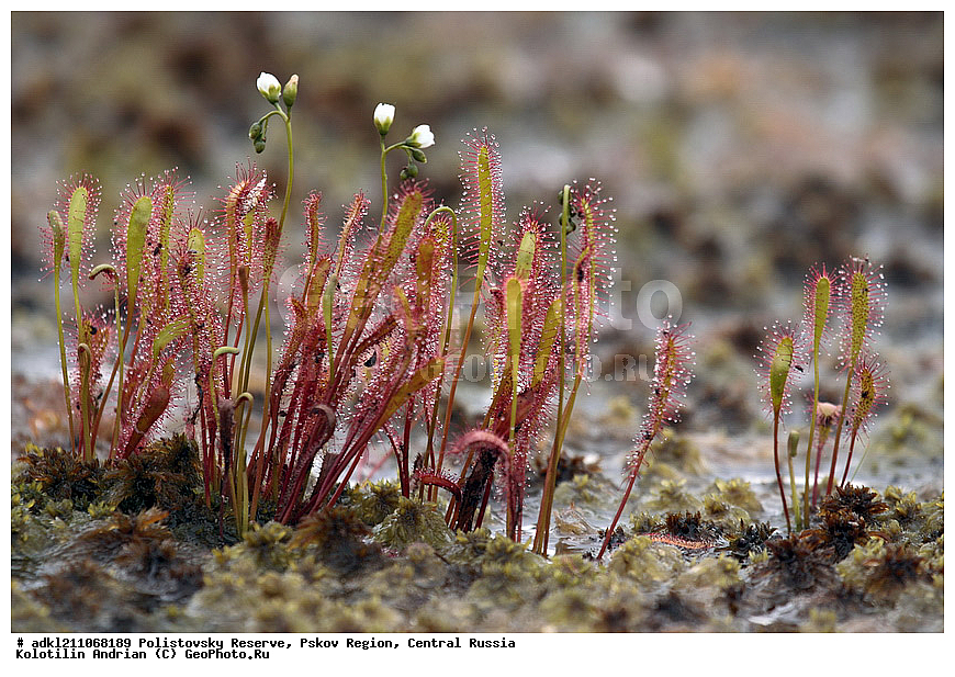 ������������ ����������, ���������, ����, ��������� �������, ������� ������, ������� �������������, Drosera anglica, ��������, ������ ��������, �����, ���������� ��������, ������������ ��������, ������������ ��������, ������, �����, XYZ, ����������, Droseraceae, ������� ����������, ������� �������������, Drosera anglica, Drosera longifolia