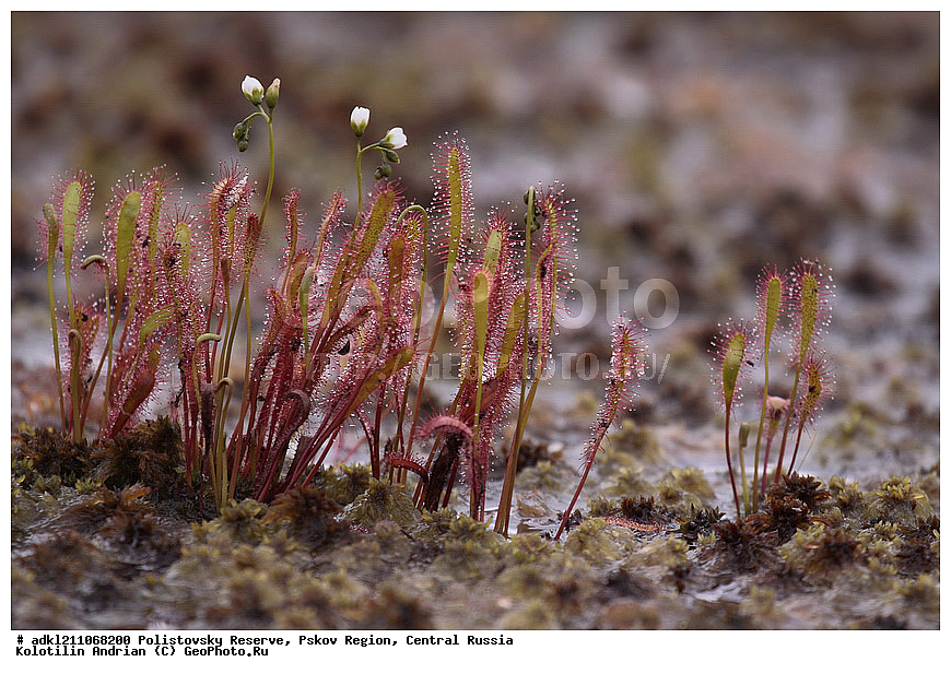 ������������ ����������, ���������, ����, ��������� �������, ������� ������, ������� �������������, Drosera anglica, ��������, ������ ��������, �����, ���������� ��������, ������������ ��������, ������������ ��������, ������, �����, XYZ, ����������, Droseraceae, ������� ����������, ������� �������������, Drosera anglica, Drosera longifolia