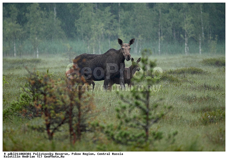 ������������ ����������, �����, ����, �������������, ��������� �������, ������� ������, ����, ������, ������, �����, ����, ������, �������������, �����, �����, XYZ, ��������, ������, Cervidae, ����, �������, Alces alces