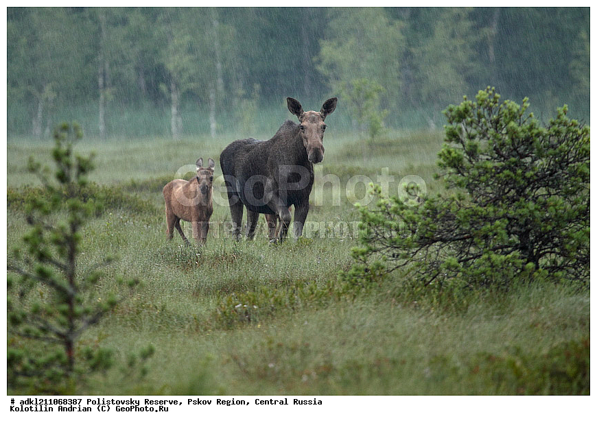 ������������ ����������, �����, ����, �������������, ��������� �������, ������� ������, ����, ������, ������, �����, ����, ������, �������������, �����, �����, XYZ, ��������, ������, Cervidae, ����, �������, Alces alces