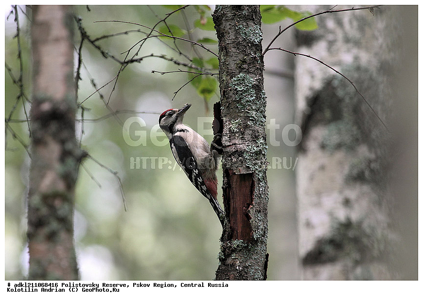 ������������ ����������, �����, ����, �������������, ��������� �������, ������� ������, ��������, ��������, �����, �����, ��������, �����������, XYZ, ��������, �����, ��������� ��������, Picidae, ������� ������ �����, ϸ����� �����, ������� ������� �����, ������� �����, Dendrocopos major