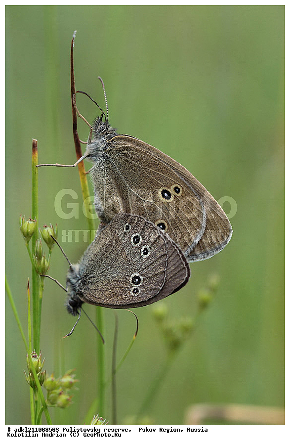 ������������ ����������, ���������, ����,  ��������� �������, ������� ������, ��������������, �������������, ��������������