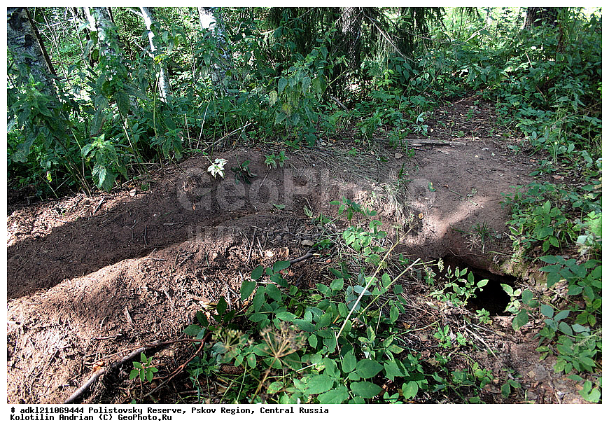 ������������ ����������, �����, ����, �������������, ��������� �������, ������� ������, ����, ������, ����� �����������������, Meles meles 