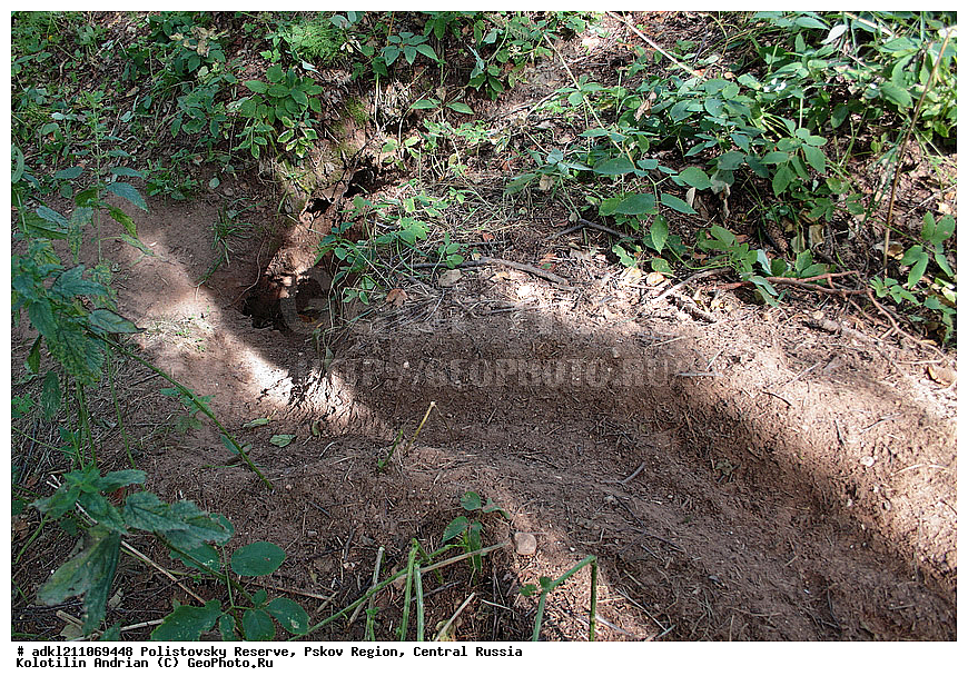 ������������ ����������, �����, ����, �������������, ��������� �������, ������� ������, ����, ������, ����� �����������������, Meles meles 