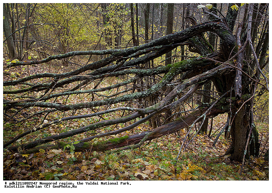  ������������ �������, ����������, �������, ������������ ����, ������, ������, ������, ������� ����, �����, ������� ������, ������������ �������, �����, �����, �����                                                                         

