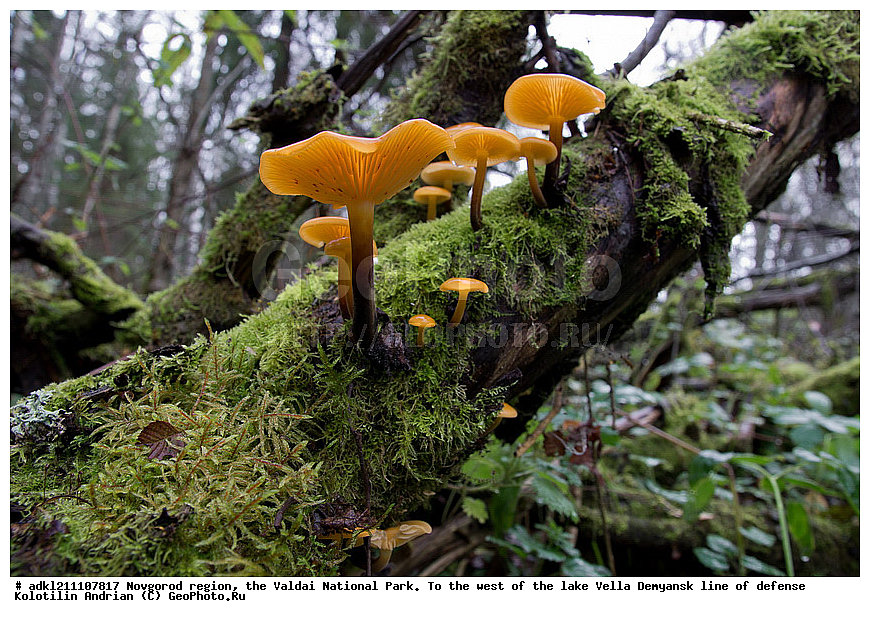 ������������ �������, ����������, �������, ������������ ����, ������, ������, ������, ������� ����, �����, ������� ������, ������, ��������� ����� �������, �����, ����