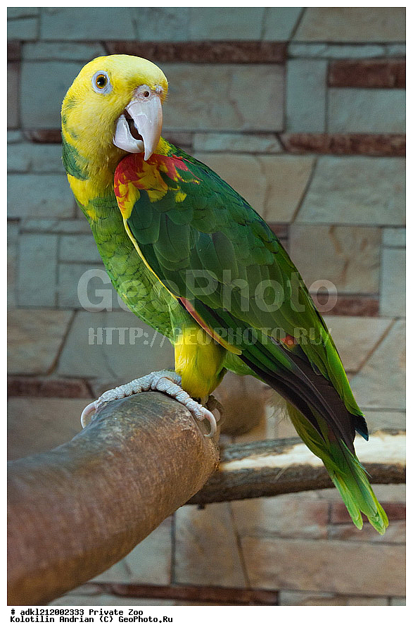 ��������, ��������, �����, �����, ��������, �����������, ������� ����, ������� �������, �����������, XYZ, �������, Psittacidae, ������������ ������, Amazona oratrix
