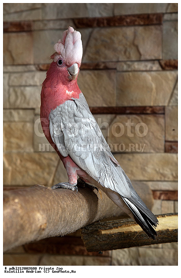 ��������, ��������, �����, �����, ��������, �����������, ������� ����, ������� �������, �����������, XYZ, ������, Cacatuidae, ������� ������, Eolophus roseicapilla, Eolophus roseicapillus, Kakatoe roseicapillus