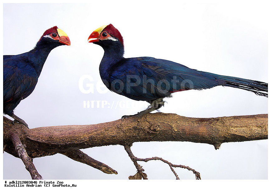 ��������, ��������, �����, �����, ��������, �����������, ������� ����, ������� �������, �����������, XYZ, ���������, ������, ���������, Musophagidae, ���������� ���������� ������, Musophaga violacea