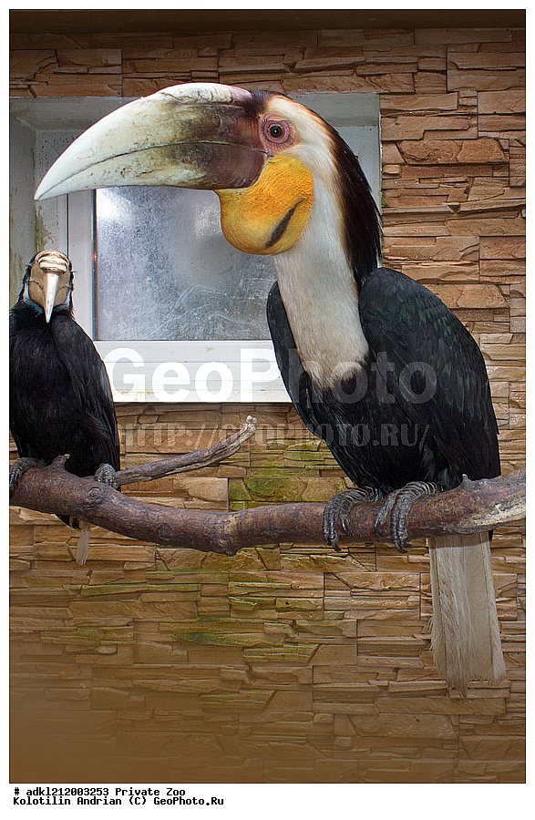 ��������, ��������, �����, �����, ��������, �����������, ������� ����, ������� �������, �����������, XYZ, �����-��������, Bucerotidae, ��������� �����, Rhyticeros undulatus