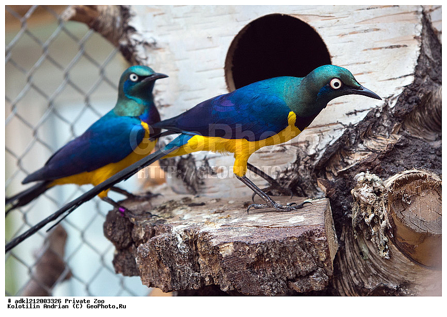 ��������, ��������, �����, �����, ��������, �����������, ������� ����, ������� �������, �����������, XYZ, ����������, Sturnidae, ����������� �����, ������������ �����, Cosmopsarus regius