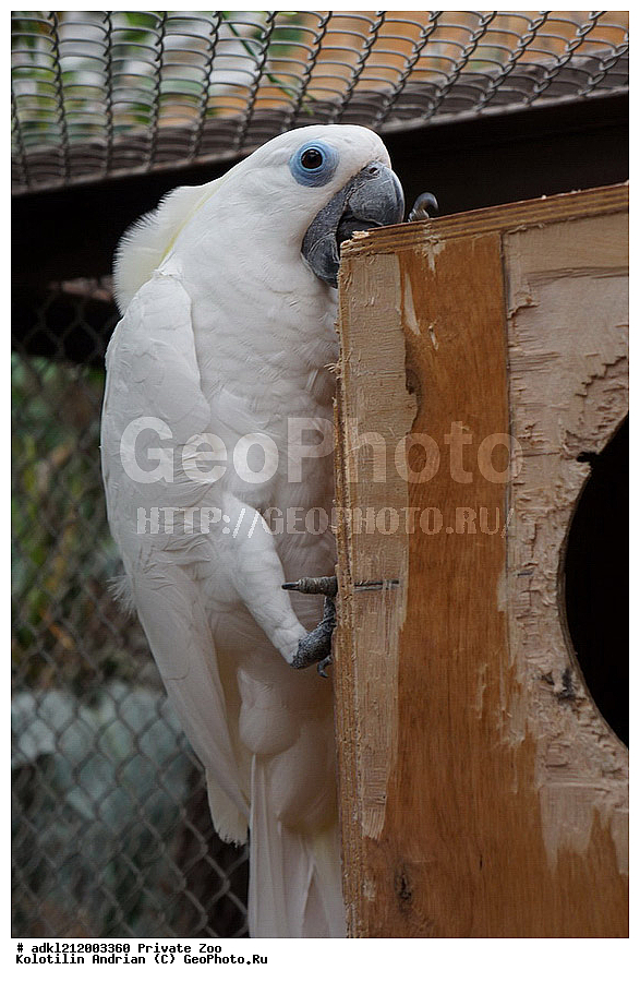 ��������, ��������, �����, �����, ��������, �����������, ������� ����, ������� �������, �����������, XYZ, ������, Cacatuidae, ������� ������, Cacatua ophthalmica, Plyctolophus ophthalmicus