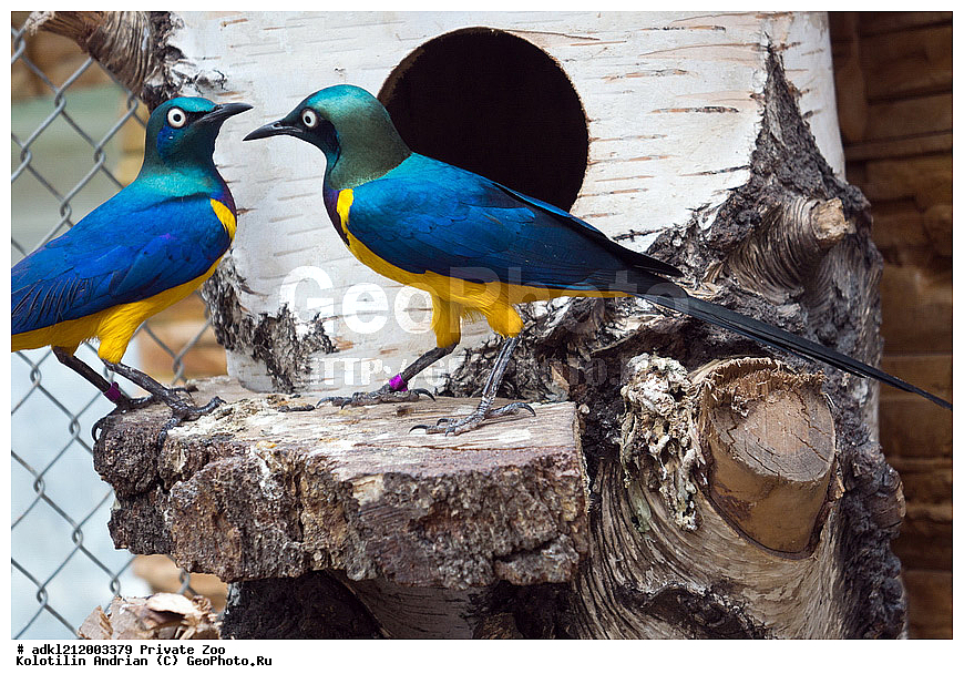 ��������, ��������, �����, �����, ��������, �����������, ������� ����, ������� �������, �����������, XYZ, ����������, Sturnidae, ����������� �����, ������������ �����, Cosmopsarus regius