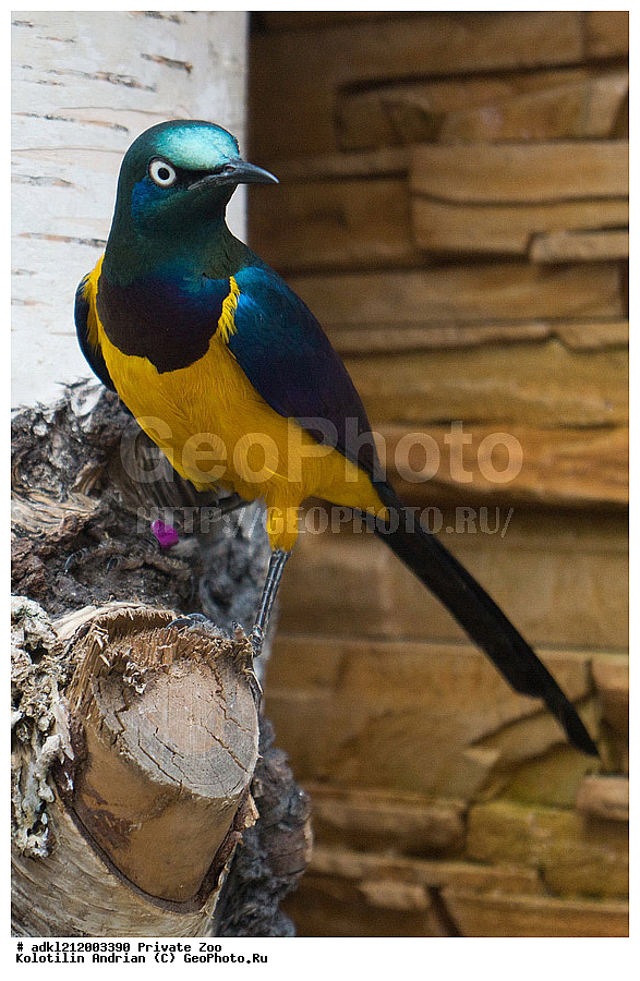 ��������, ��������, �����, �����, ��������, �����������, ������� ����, ������� �������, �����������, XYZ, ����������, Sturnidae, ����������� �����, ������������ �����, Cosmopsarus regius