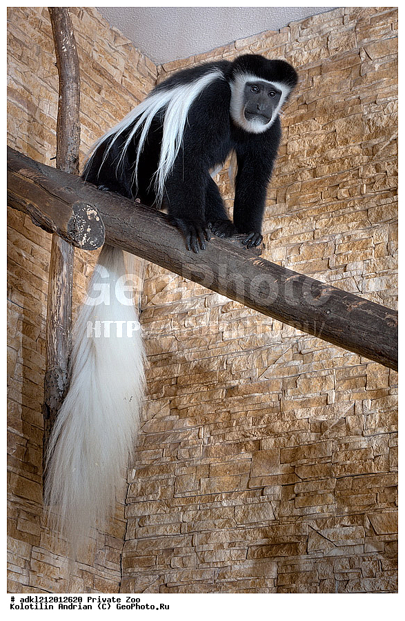 ��������, ��������, �������������, �������������, �����, �����, ������� ����, ������� �������, �����������, XYZ, �����������, Cercopithecidae, ��������� �������, �������, Colobus guereza