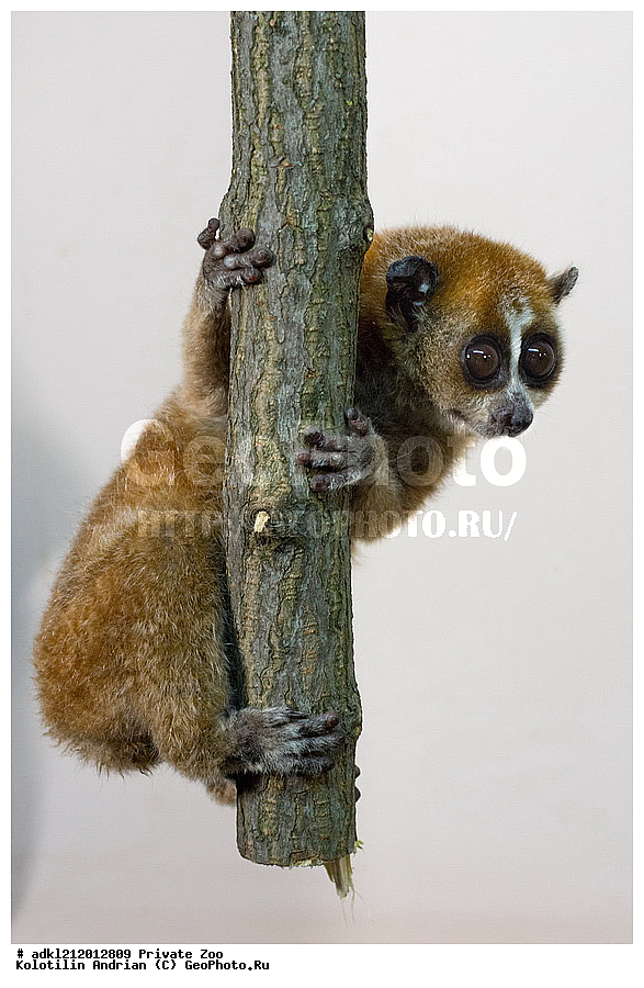 ��������, ��������, �������������, �������������, �����, �����, ������� ����, ������� �������, �����������, XYZ, ��������, Loridae, ����� ����, ��������� ������� ����, ���������� ����, Nycticebus pygmaeus