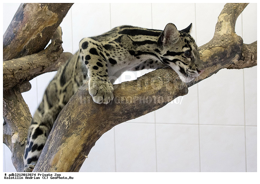 ��������, ��������, �������������, �������������, �����, �����, �������, ������, ������� ����, ������� �������, �����������, XYZ, �������, Felidae, �������� �������, Neofelis nebulosa