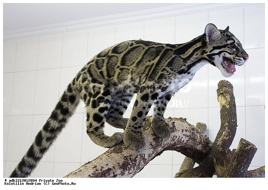 ��������, ��������, �������������, �������������, �����, �����, �������, ������, ������� ����, ������� �������, �����������, XYZ, �������, Felidae, �������� �������, Neofelis nebulosa