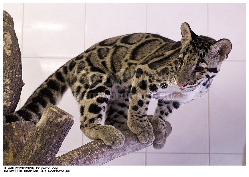 ��������, ��������, �������������, �������������, �����, �����, �������, ������, ������� ����, ������� �������, �����������, XYZ, �������, Felidae, �������� �������, Neofelis nebulosa