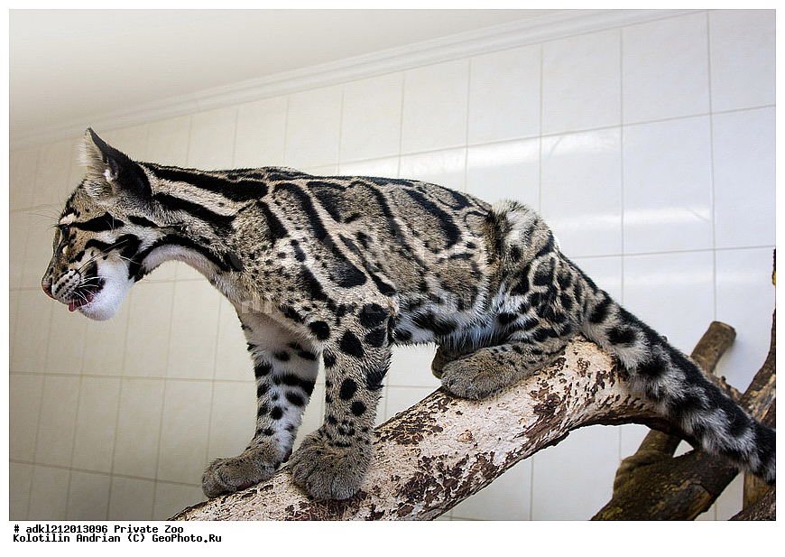 ��������, ��������, �������������, �������������, �����, �����, �������, ������, ������� ����, ������� �������, �����������, XYZ, �������, Felidae, �������� �������, Neofelis nebulosa