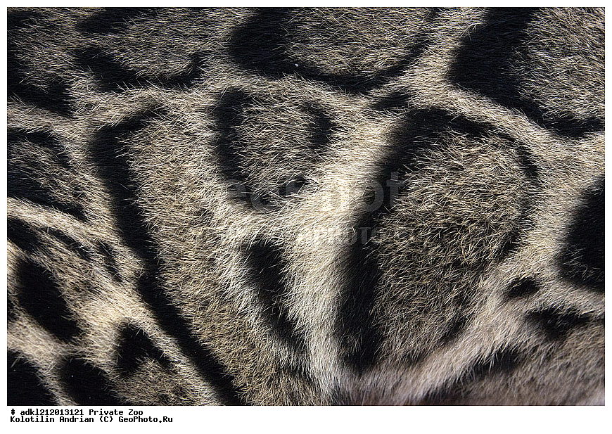 ��������, ��������, �������������, �������������, �����, �����, �������, ������, ������� ����, ������� �������, �����������, XYZ, �������, Felidae, �������� �������, Neofelis nebulosa