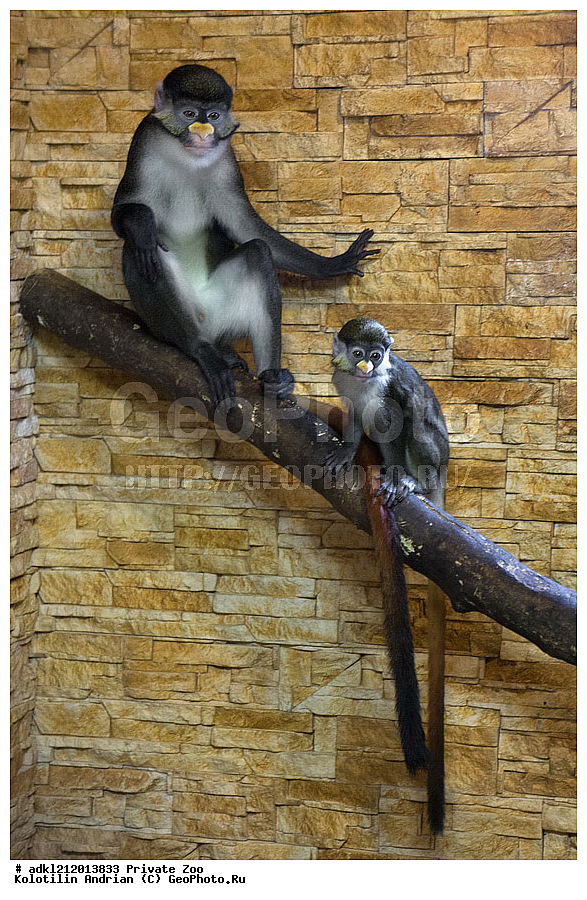 ��������, ��������, �������������, �������������, �����, �����, ������� ����, ������� �������, �����������, XYZ, �����������, Cercopithecidae, ������������� ��������, �������� ������, ���������� ��������� ��������, Cercopithecus ascanius