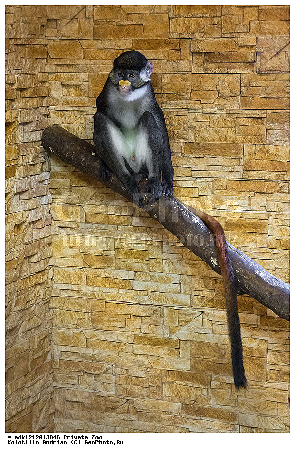 ��������, ��������, �������������, �������������, �����, �����, ������� ����, ������� �������, �����������, XYZ, �����������, Cercopithecidae, ������������� ��������, �������� ������, ���������� ��������� ��������, Cercopithecus ascanius