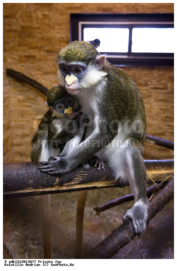 ��������, ��������, �������������, �������������, �����, �����, ������� ����, ������� �������, �����������, XYZ, �����������, Cercopithecidae, ������������� ��������, �������� ������, ���������� ��������� ��������, Cercopithecus ascanius