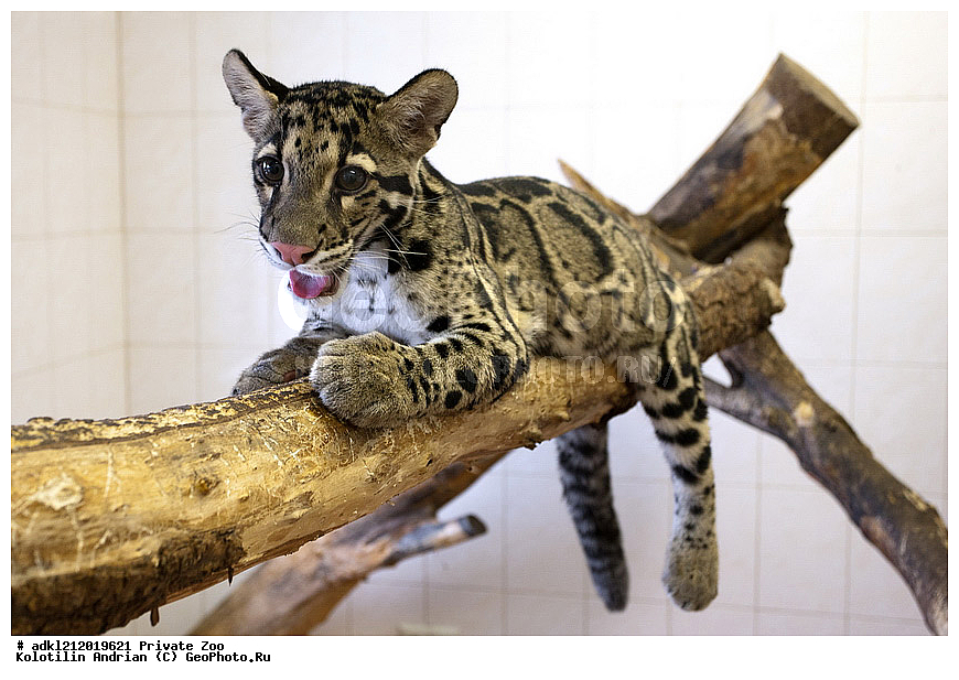 ��������, ��������, �������������, �������������, �����, �����, �������, ������, ������� ����, ������� �������, �����������, XYZ, �������, Felidae, �������� �������, Neofelis nebulosa