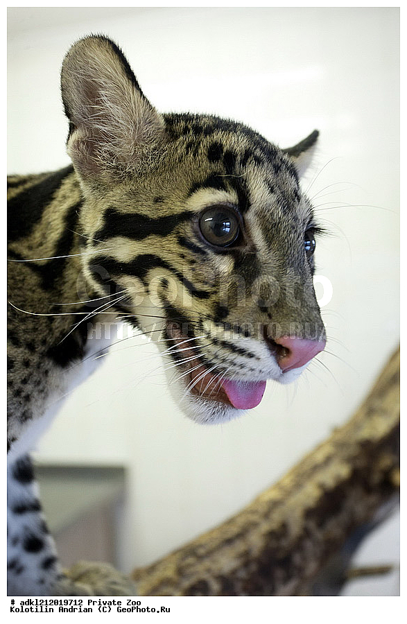 ��������, ��������, �������������, �������������, �����, �����, �������, ������, ������� ����, ������� �������, �����������, XYZ, �������, Felidae, �������� �������, Neofelis nebulosa