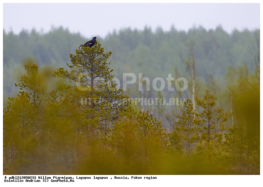 �������, �����, ����������, ������������ ����������, ��������� �������, ����������, �������, �����������, ������������, �����, �����, XYZ, �����������, Tetraonidae, �������, �������-�����, ������� �������, Lyrurus tetrix, Tetrao tetrix, ������������ ����������, ����������, ��������� �������, ����������