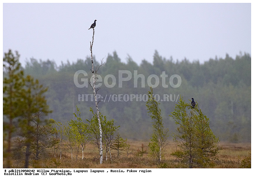 �������, �����, ����������, ������������ ����������, ��������� �������, ����������, �������, �����������, ������������, �����, �����, XYZ, �����������, Tetraonidae, �������, �������-�����, ������� �������, Lyrurus tetrix, Tetrao tetrix, ������������ ����������, ����������, ��������� �������, ����������