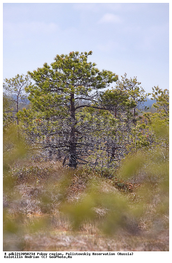  ��������, �������� �����,  ��������, ������������, ����������, ������ ����, ����, ����� �����, ������, �����