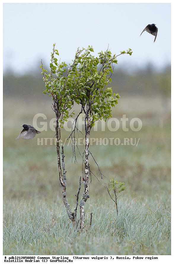 ����������, ������������ ����������, ��������� �������, ����������, �������  , ������, ��������, ��������, �����, �����, ��������, �����������, XYZ, ����������, Sturnidae, ������������ �������, Sturnus vulgaris