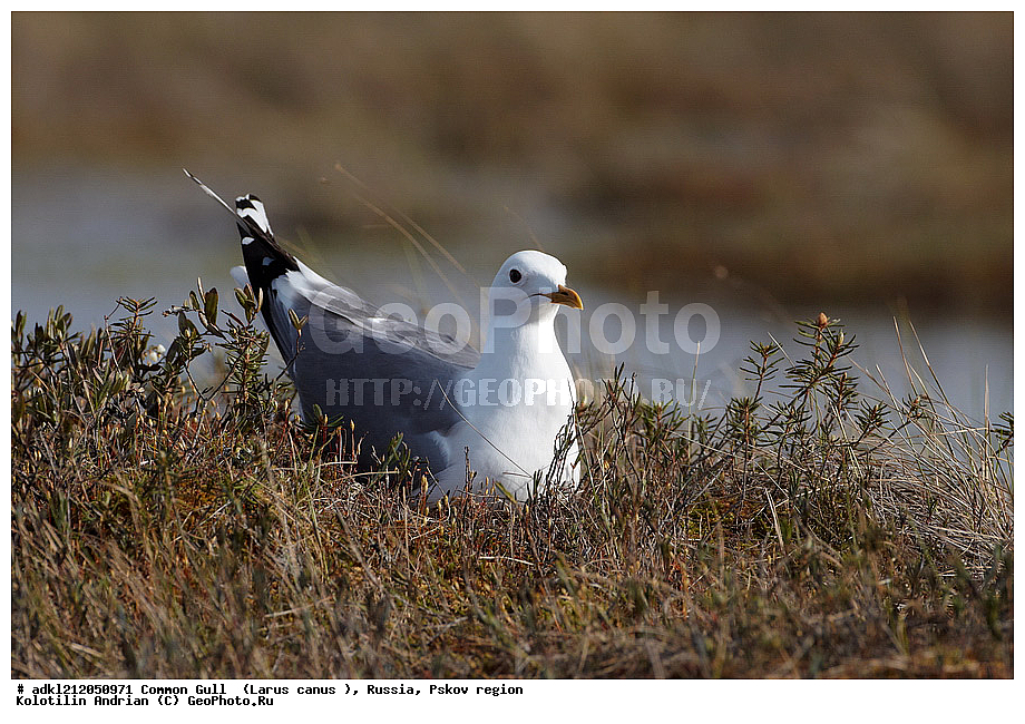 ����������, ������������ ����������, ��������� �������, ����������, ����� �����, �����, �����, ������� �����, ������� �����, XYZ, ��������, Laridae, ����� �����, Larus canus